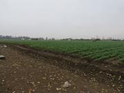 TERRENO EN VENTA LAMPA, REGIÓN METROPOLITANA