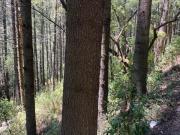 Terreno en venta Las Manzanas, Santa Maria Mazatla,...