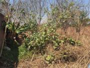 Terreno en Venta, Lazaro Cardenas OCT 227