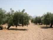 Terreno en venta Lucena