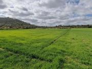 Terreno en venta Manacor