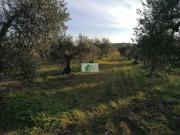 Terreno en venta Montijo