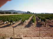 Terreno en venta Novelda