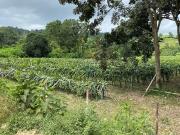 Terreno en Venta Olon Santa Elena