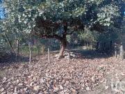 Terreno en Venta Puerto Vallarta es Ejidal