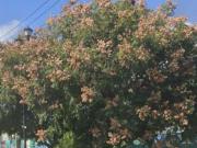 Terreno en venta San Martín del Tajo