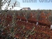 Terreno en venta Sevilla