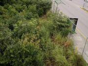 TERRENO EN VENTA SOBRE AVENIDA KABAH