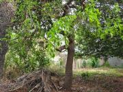 Terreno en venta Supermanzana 50