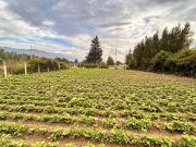 TERRENO EN VENTA TABABELA 1.000 m2