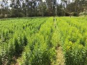 TERRENO EN VENTA TABABELA 7228M2