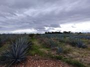 TERRENO EN VENTA UBICADO EN EJIDO SAN JOSE DE LLANOS,...