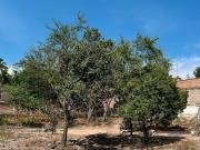 Terreno en Venta uso mixto en Huentit?n El Bajo Guadalajara