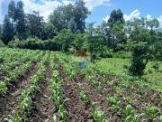 Terreno en venta valle de los chillos amaguaña