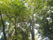 Terreno en venta villa Elisa