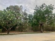Terreno en venta, Xpokin, Yucatan Country Club