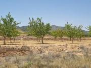 Terreno en venta Yecla