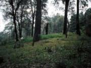 Terreno en zona boscosa, Sierra Encantada, Huitzilac,...