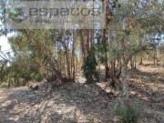 Terreno, Escalos de Baixo e Mata, Castelo Branco | BPI...