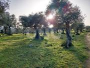 Terreno, Escalos de Cima e Lousa, Castelo Branco | BPI...