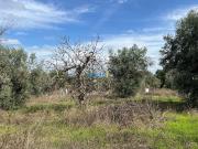 Terreno, Escalos de Cima e Lousa, Castelo Branco | BPI...