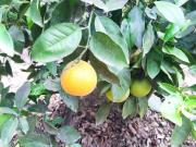 TERRENO EN VENTA GUAYLLABAMBA CERCA DE QUITO