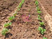 Terreno, Estância São Paulo, Campo Limpo Paulista, SP