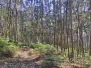 Terreno Eucaliptal em Vale S. Cosme!