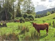 Terreno Excepcional Panguipulli