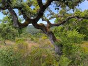 Terreno Florestal a confinar com o Rio Ponsul