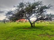 Terreno Frente a NISSAN II para Casa o Bodega