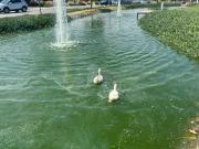 TERRENO HABITACIONAL EN VENTA PRESERVE JURIQUILLA