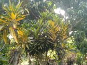 TERRENO HERMOSO CON PLANTAS ORNAMENTALES Y FRUTALES