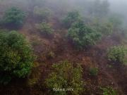 Terreno Huerto de Aguacate Hass en Venta, Calnali, Hidalgo