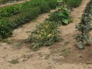 Terreno in affitto a Bistagno AL