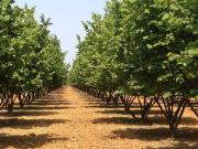 Terreno in affitto a Cherasco CN