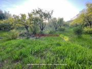 Terreno in affitto a Lascari PA
