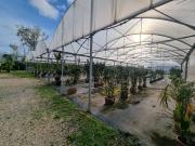 Terreno in affitto a Latina LT