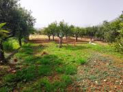 Terreno in affitto a Palermo PA