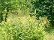 Terreno in affitto a Pinerolo TO