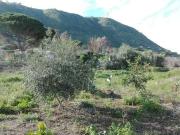 Terreno in affitto di 1300 m²