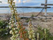 Terreno in affitto di 1560 m² in Contrada Postilli, 31