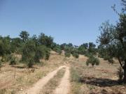 Terreno in vendita a Acquaviva delle Fonti BA