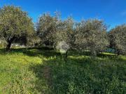 Terreno in vendita a Albano Laziale RM