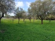 Terreno in vendita a Alghero SS