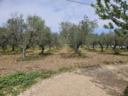 Terreno in vendita a Altamura BA