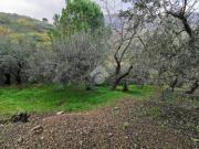 Terreno in vendita a Altofonte PA
