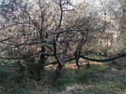 Terreno in vendita a Ameglia SP