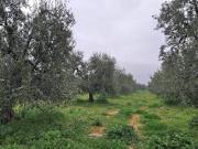 Terreno in vendita a Andria BT