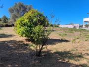 Terreno in vendita a Anzio RM